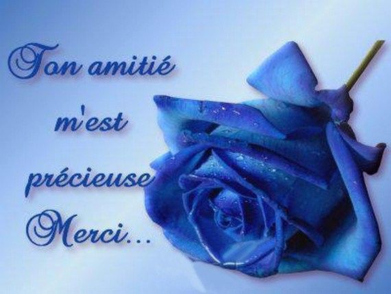 une rose bleu pour vous