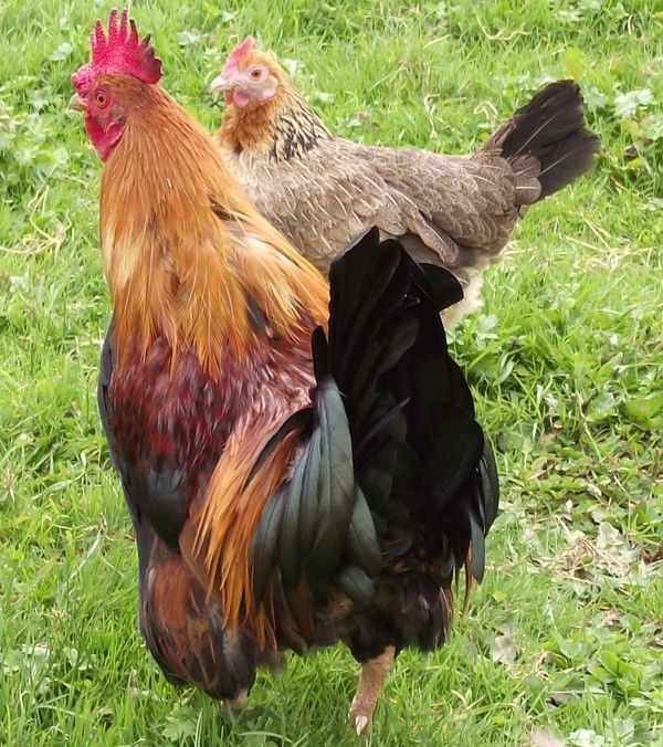 la poule et le coq