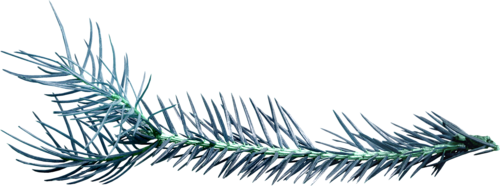 joli tube