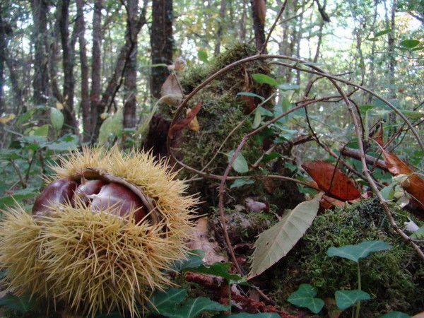 belle image automne