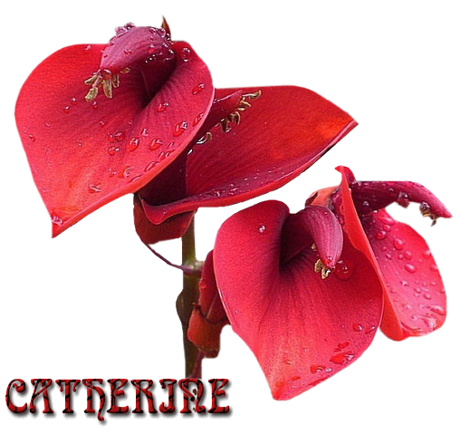 catherine