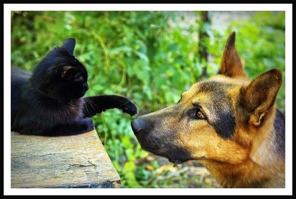 chien et chat