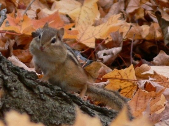 belle image automne