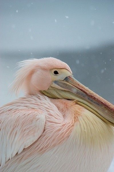 belle image en rose