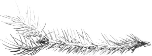 joli tube