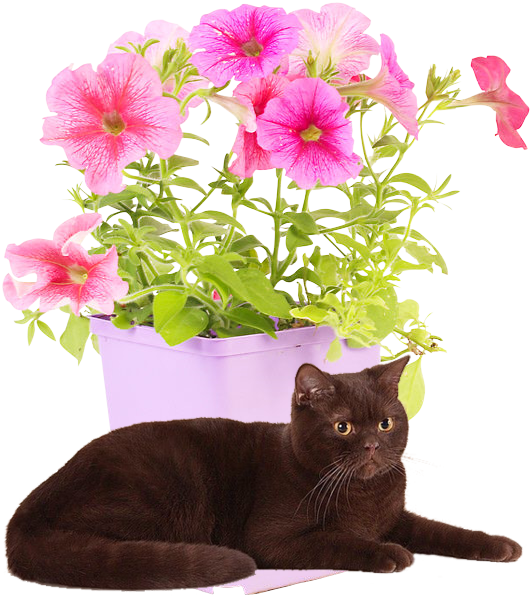 mon tube chat avec fleurs pour vos créas