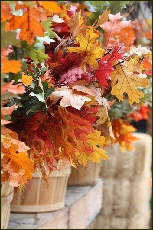 jolies feuilles d'automne