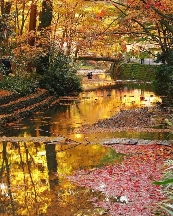 belle image d'automne