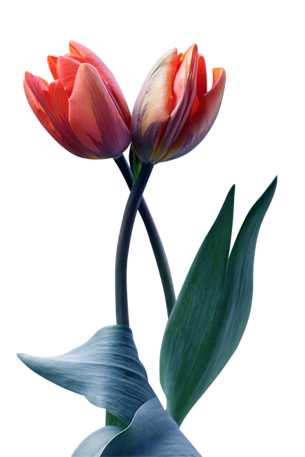 tulipe