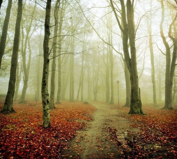 dans les bois