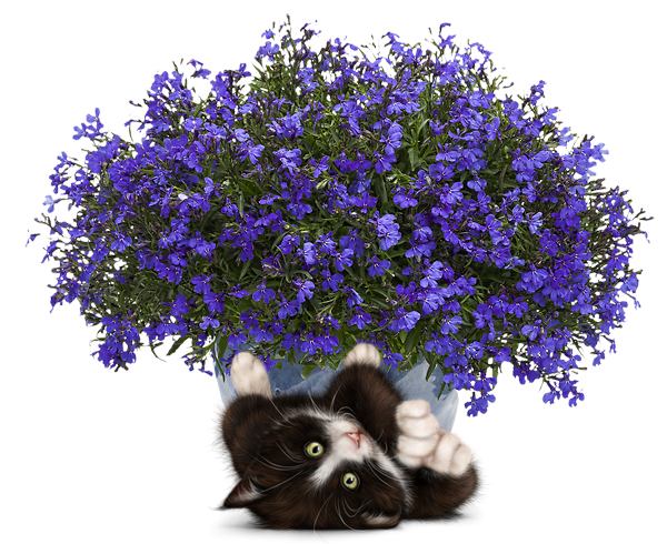 mon tube chat avec fleurs pour vos créas