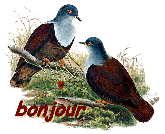 bonjour