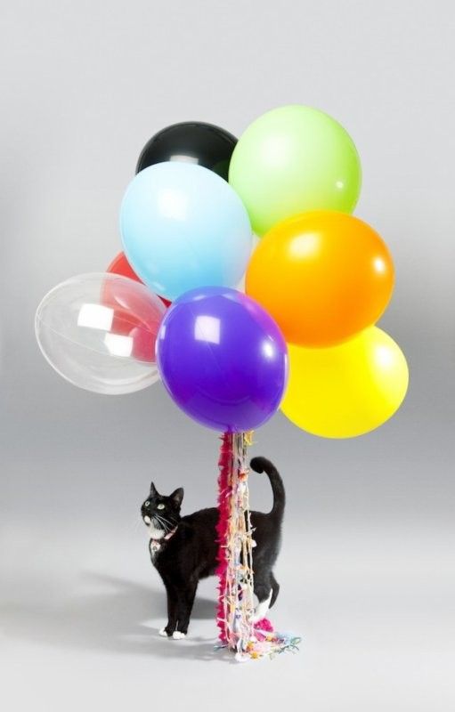 chat et ballon