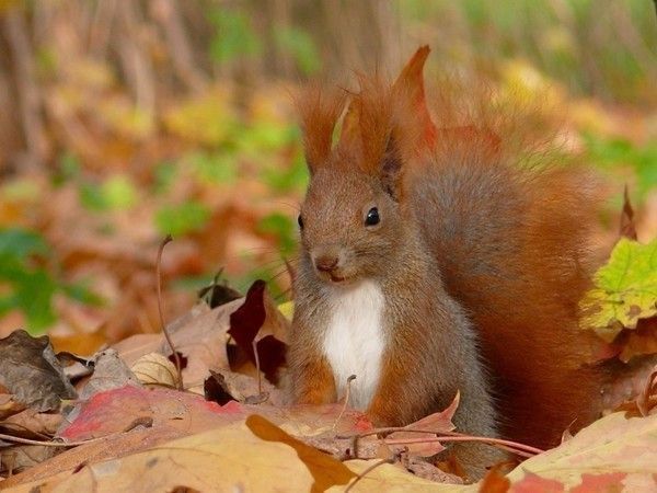 L'Automne