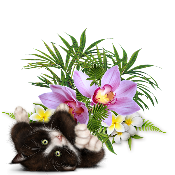 mon tube chat avec fleurs pour vos créas