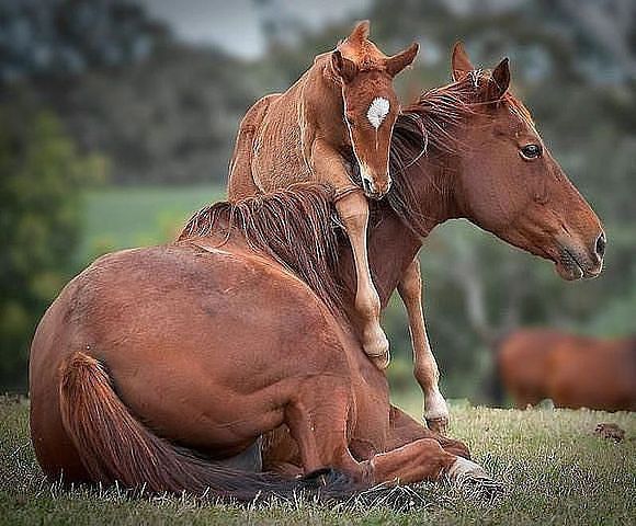 maman et son petit