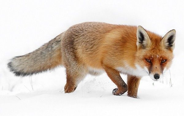 renard