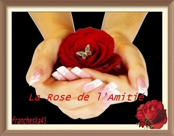 la rose de l'amitié pour vous