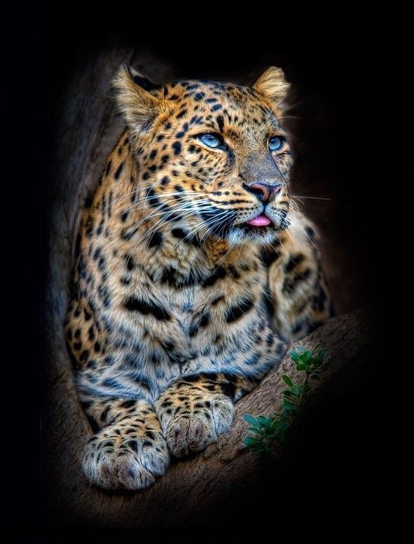 guépard aux yeux bleus