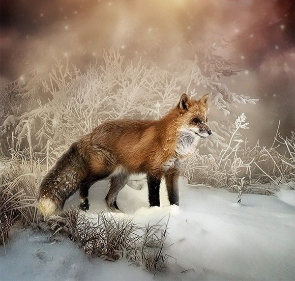 renard