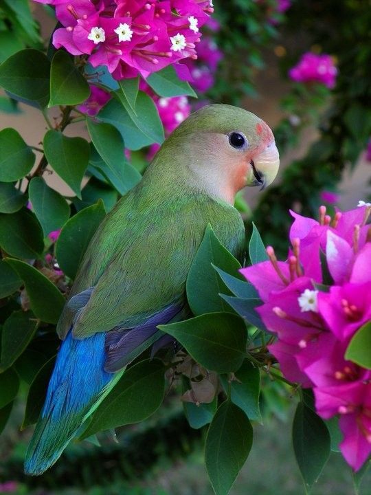 joli perroquet