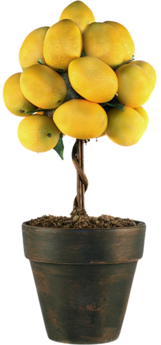 un arbre de citrons