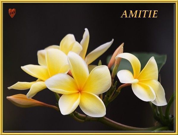 amitié