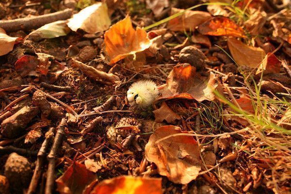 belle image automne