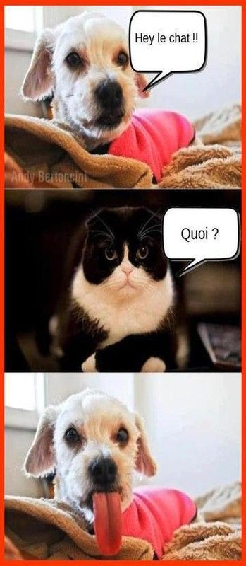 le chien et le chat