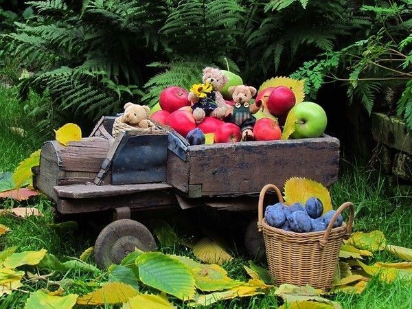 fruits et nounours