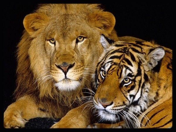 lion et tigre