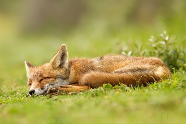 renard