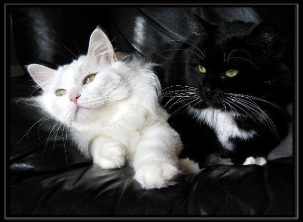 chat blanc et chat noir