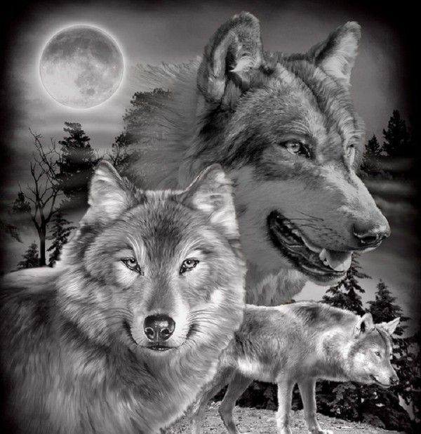 loups