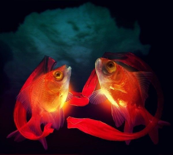 joli poissons rouge