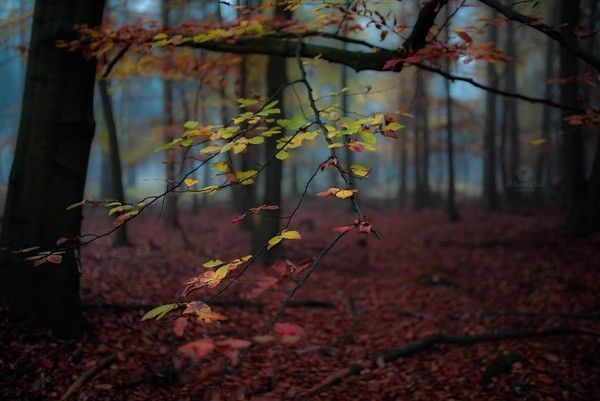  L'Automne