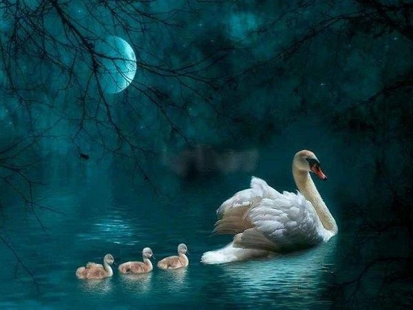 maman cygne et ses petits