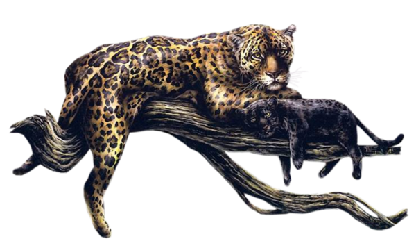 guêpard