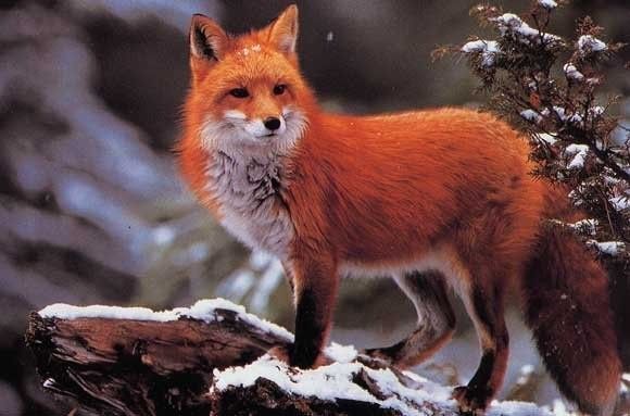 renard