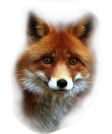 renard