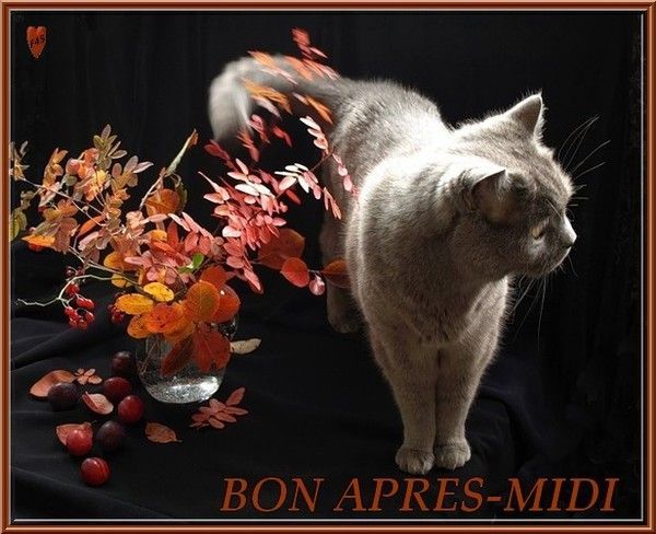 bon aprés-midi