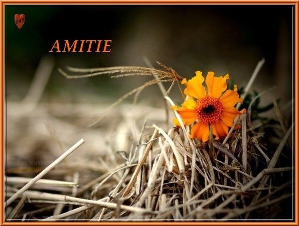 amitié