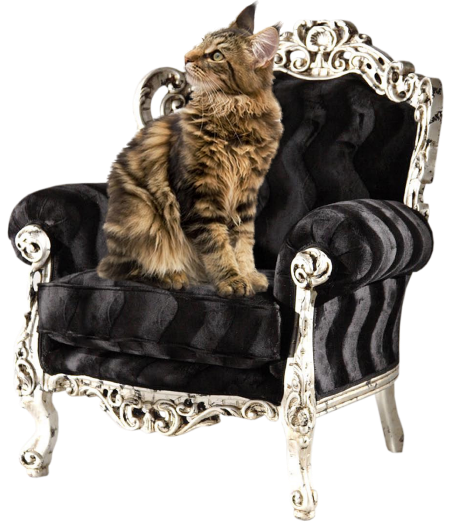 mon tube chat sur fauteuil pour vos créas