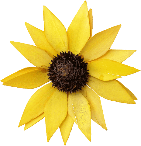 tournesol