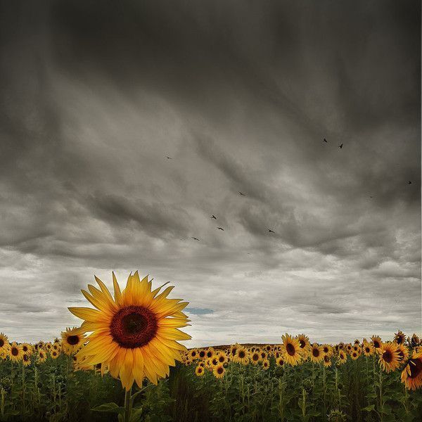 sublime tournesol