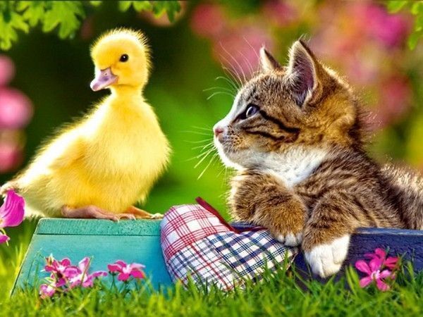 chat et canard