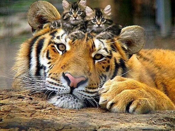 tigre et chatons