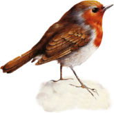 Christmasrobin_dhedey.png