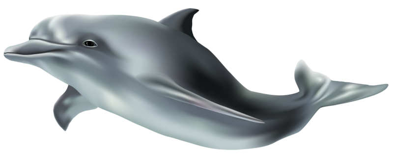 Dolphin_PNG_Clip_Art_Image-3309562.png