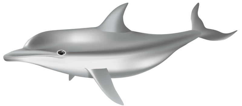 Dolphin_PNG_Transparent_Clip_Art_Image.png